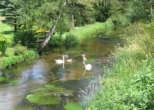 Schwäne auf der Örtze